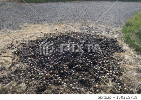 腐った玉ねぎ 130215719