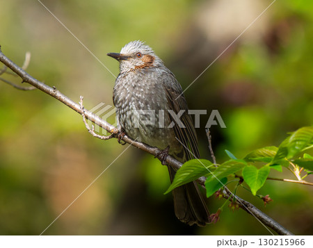 枝にとまるヒヨドリ 130215966