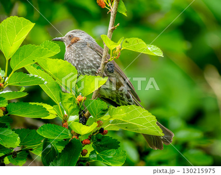 枝にとまるヒヨドリ 130215975