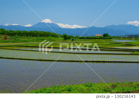 青空と富士山を背景に田植えを終えた韮崎市の棚田風景 Ver6 青空と富士山を背景に田植えを終えた韮崎市の棚田風景 Ver6 130216143