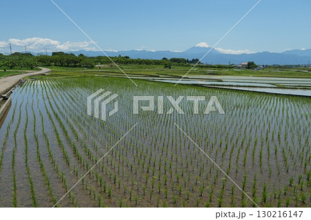 青空と富士山を背景に田植えを終えた韮崎市の棚田風景 Ver2 青空と富士山を背景に田植えを終えた韮崎市の棚田風景 Ver2 130216147
