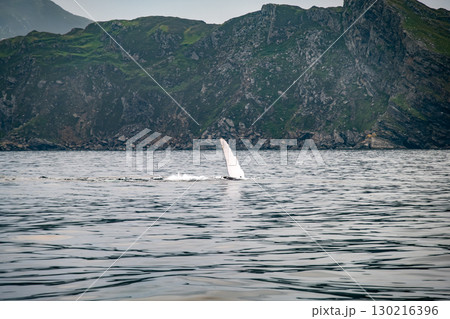 Humpback Whale, Megaptera novaeangliae, flipper flapping in Donegal Bay, Ireland Humpback Whale, Megaptera novaeangliae, flipper flapping in Donegal Bay, Ireland 130216396