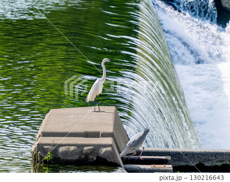 水辺のダイサギ 水辺のダイサギ 130216643