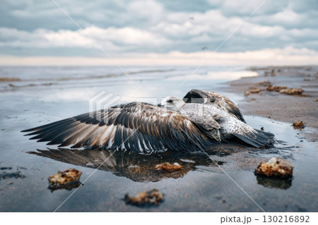 Dead gull on oil-stained beach underscores pressing pollution crisis in coastal areas 130216892