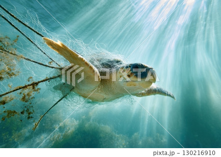 Sea turtle struggles with fishing net underwater in murky blue-green water illuminated by sunlight Sea turtle struggles with fishing net underwater in murky blue-green water illuminated by sunlight 130216910