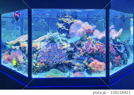 カラフルな珊瑚と熱帯魚の水槽 130216921