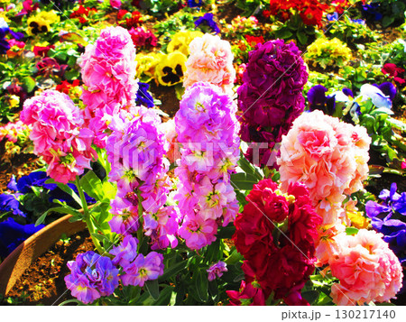 ストックの花の風景 ストックの花の風景 130217140