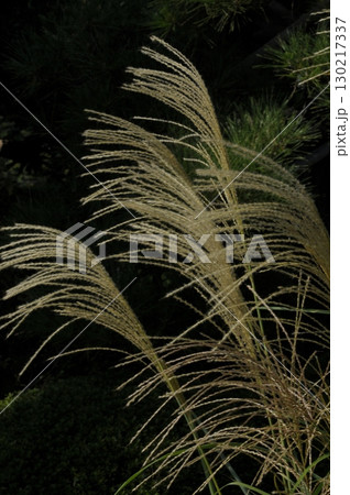 輝くススキ 130217337