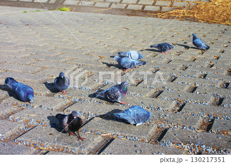 河川の護岸に集まっているドバト（カワラバト）のいる風景 130217351