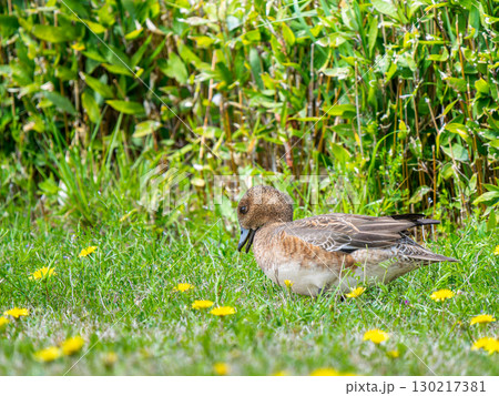 地面を歩くヒドリガモ 130217381