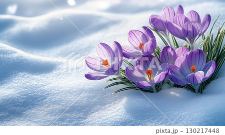 Purple crocus flowers emerging through snow, spring awakening in winter landscape Purple crocus flowers emerging through snow, spring awakening in winter landscape 130217448