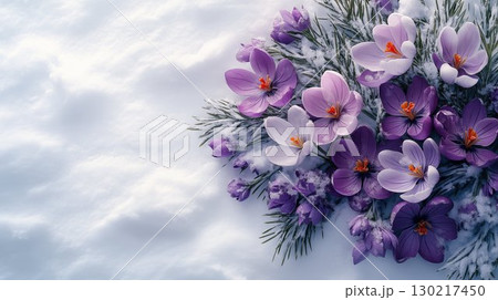 Purple crocuses blooming in snow, winter garden awakening scene Purple crocuses blooming in snow, winter garden awakening scene 130217450