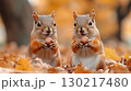 Red squirrels holding acorns while sitting among autumn leaves, showcasing synchronized wildlife behavior in natural habitat 130217480