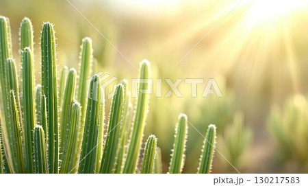 Desert cactus with sunlight rays 130217583