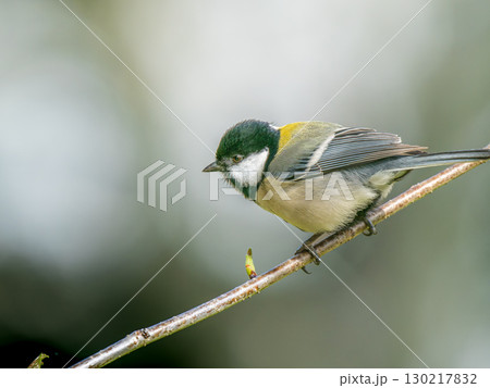 桜とシジュウカラ 130217832