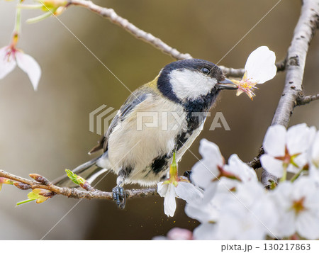 桜とシジュウカラ 130217863