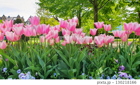 Pink tulips on the street with nature background. Mother's Day, Easter, Valentine's Day. Spring flowers in the city. Pink tulips on the street with nature background. Mother's Day, Easter, Valentine's Day. Spring flowers in the city. 130218166