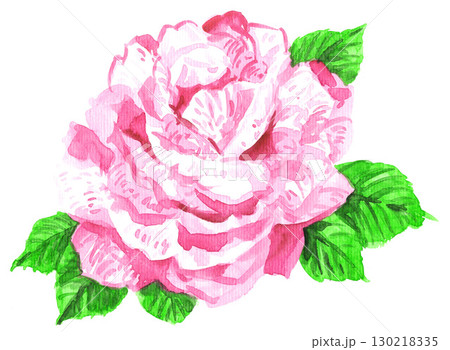 水彩で描いた薔薇アンリマティス25830pix7 130218335