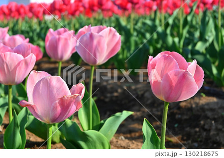ピンクと赤のチューリップ畑 130218675