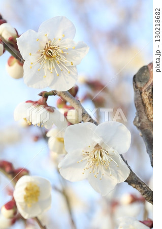 白い梅の花 白い梅の花 130218682