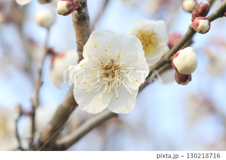 白い梅の花 130218716