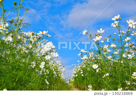 秋　白いコスモス 130218869