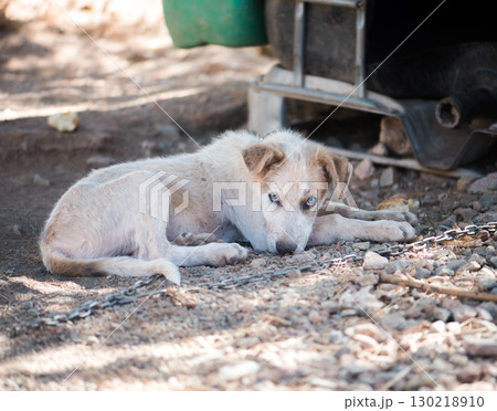 a dog on a chain in a box 130218910