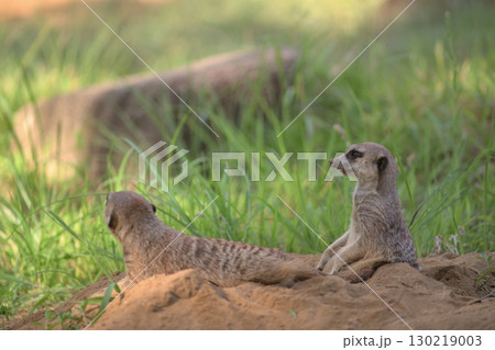 掘った穴から半身を出したミーアキャットと寝そべったミーアキャット 掘った穴から半身を出したミーアキャットと寝そべったミーアキャット 130219003