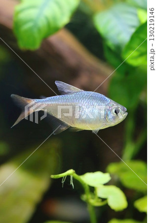 Blue red colombian tetra fish in aquarium 130219146