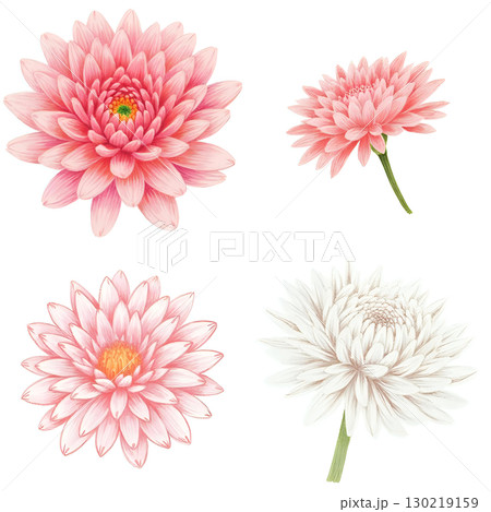 ガーベラ ガーベラ 130219159