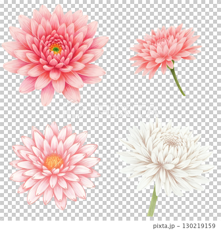 ガーベラ ガーベラ 130219159