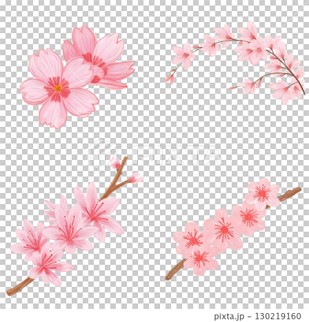 櫻桃樹 櫻桃樹 130219160