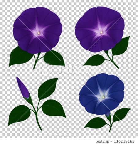 牽牛花花 130219163