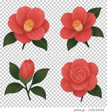 Camellia flower Camellia flower 130219164