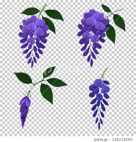 Wisteria flowers Wisteria flowers 130219165