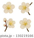 白い梅の花 130219166