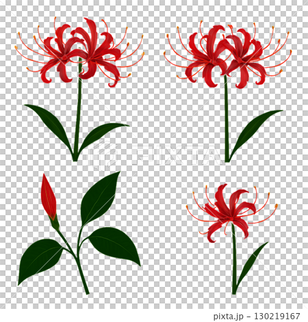 群集孤挺花 130219167