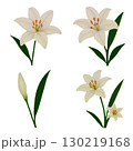 百合の花 130219168