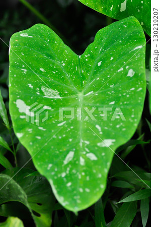 Colocasia milky way or Colocasia variegated or bicolor leaf 130219207