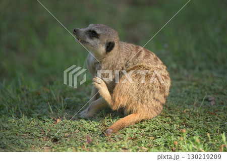 後ろ足で体を掻くミーアキャット 130219209