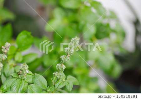 Ocimum basilicum Linn, Sweet Basil orThai Basil or LABIATAE or LAMIACEAE plant 130219291