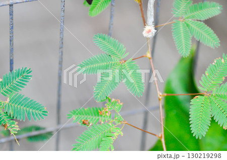 Sensitive plant , Shameplant or Sleeping grass or Mimosa hispidula Kunth or Mimosa pudica L or weed Sensitive plant , Shameplant or Sleeping grass or Mimosa hispidula Kunth or Mimosa pudica L or weed 130219298