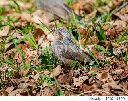 草むらのヒヨドリ 草むらのヒヨドリ 130219509