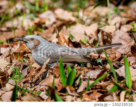 草むらのヒヨドリ 草むらのヒヨドリ 130219510