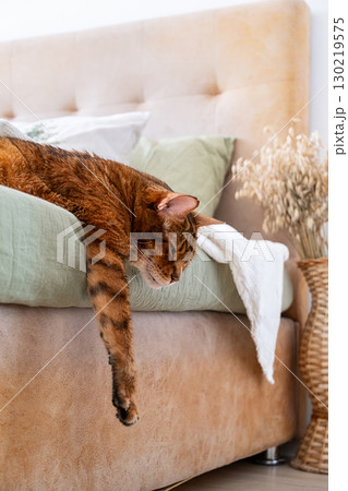 Sleepy brown cat with striped fur is resting on bed covered with light green blanket. 130219575
