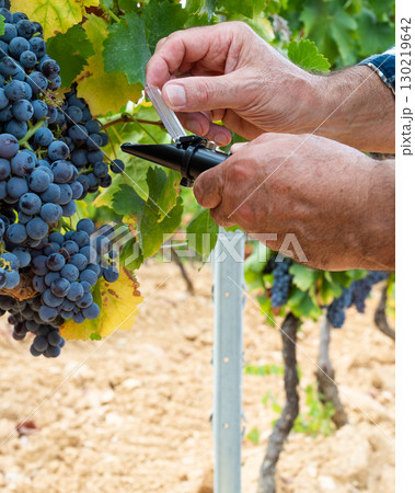 Cannonau grapes. Agronomist measures the level of sugars in grapes with the refractometer. Agriculture. 130219642