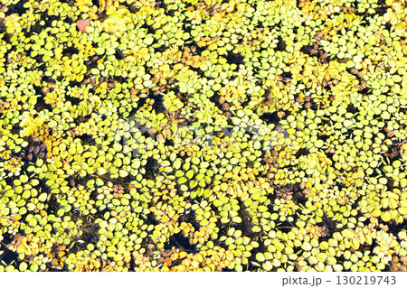 公園の池に浮かんでるアオウキクサ 130219743