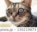 驚くネコのアップ 130219873