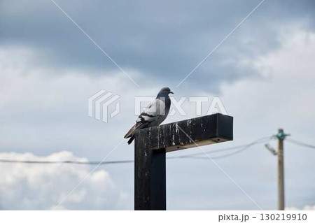 A Pigeon Comfortably Perched Above a Gorgeous and Scenic Background Landscape Scene A Pigeon Comfortably Perched Above a Gorgeous and Scenic Background Landscape Scene 130219910