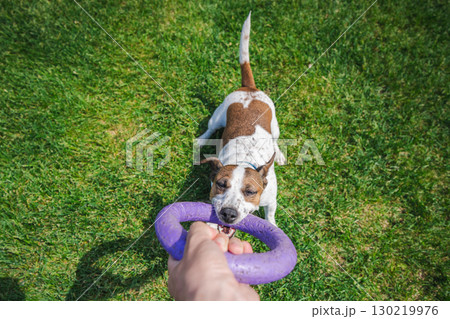 Focused Jack Russell Terrier plays tug-of-war on a grassy lawn, biting a purple ring toy held by the owner with fierce determination and playful energy. 130219976
